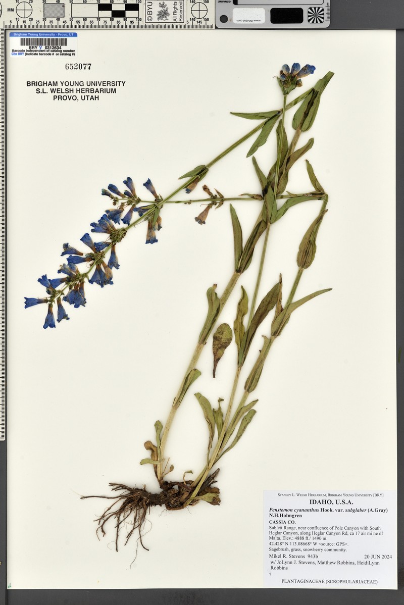 Penstemon cyananthus var. subglaber photo 3