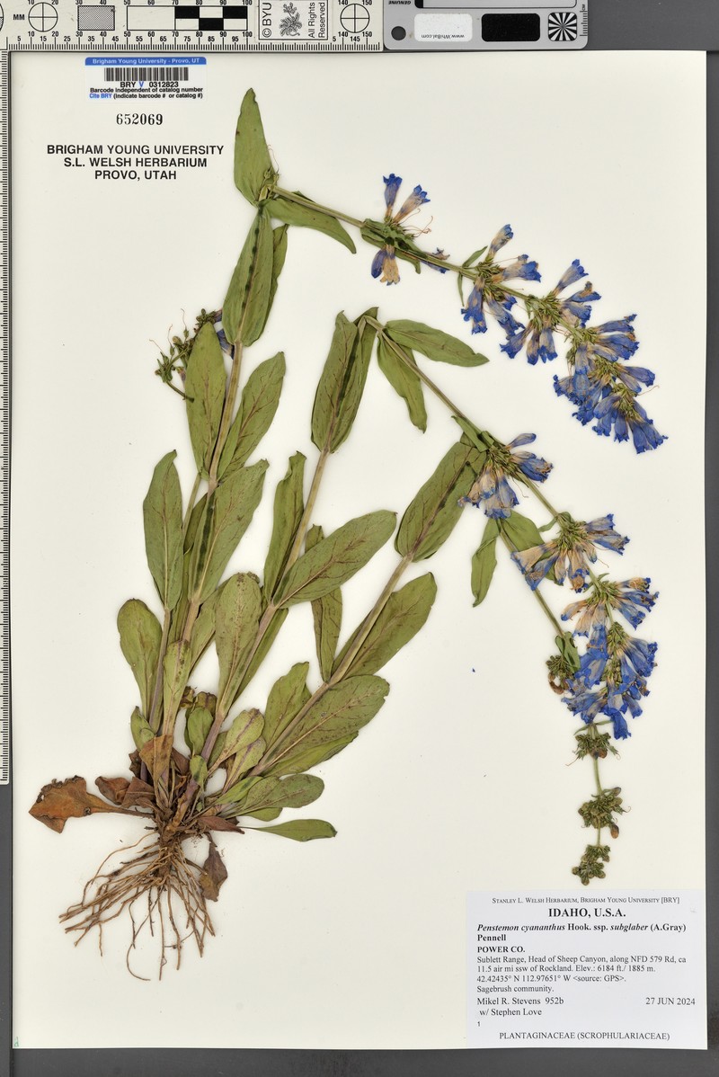 Penstemon cyananthus var. subglaber photo 4