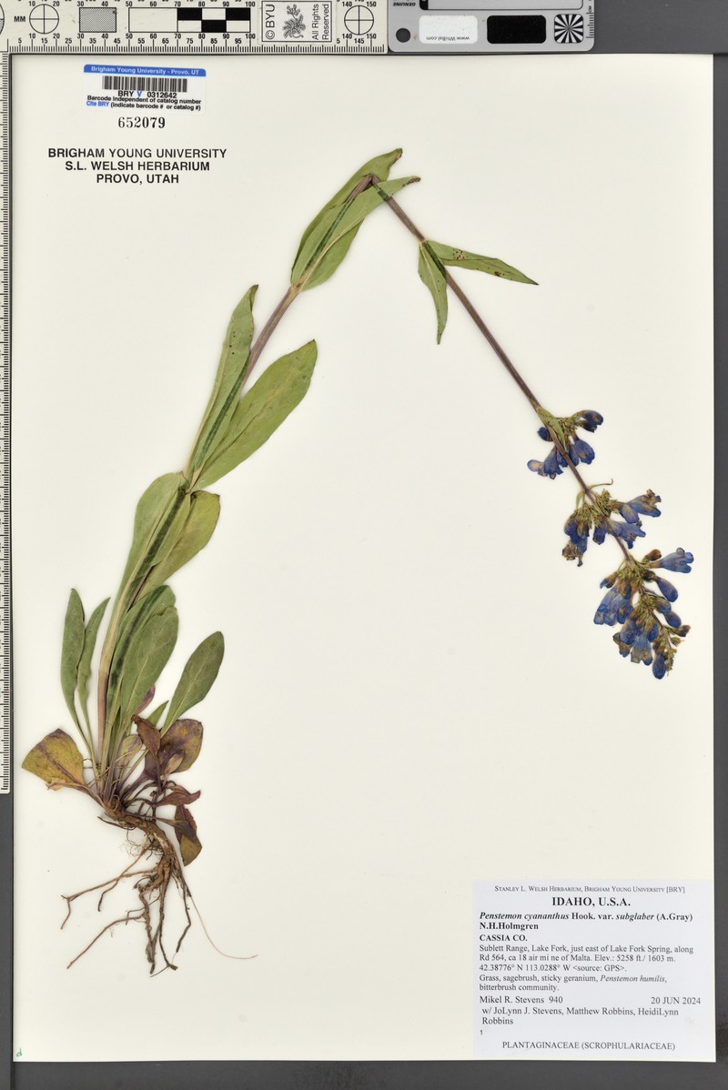 Penstemon cyananthus var. subglaber photo 5