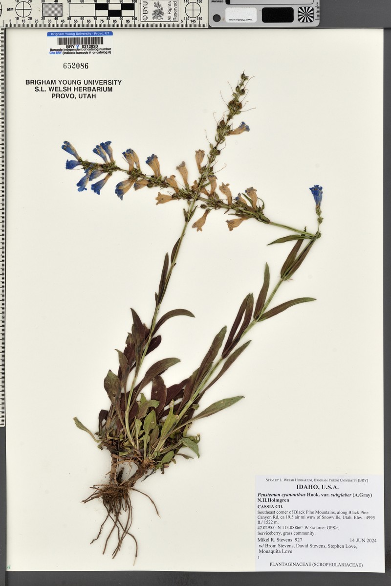 Penstemon cyananthus var. subglaber photo 6