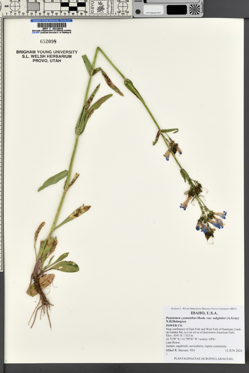 Penstemon cyananthus var. subglaber photo 7