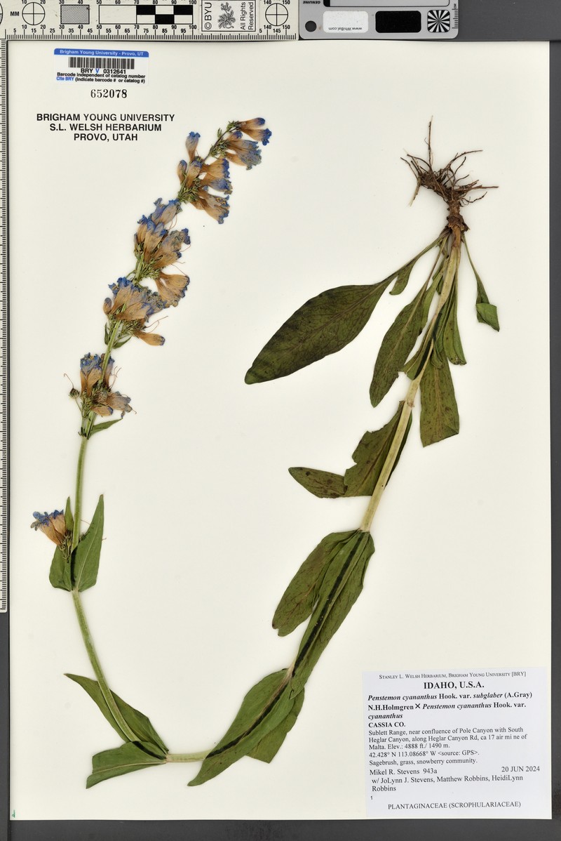 Penstemon cyananthus var. subglaber photo 8