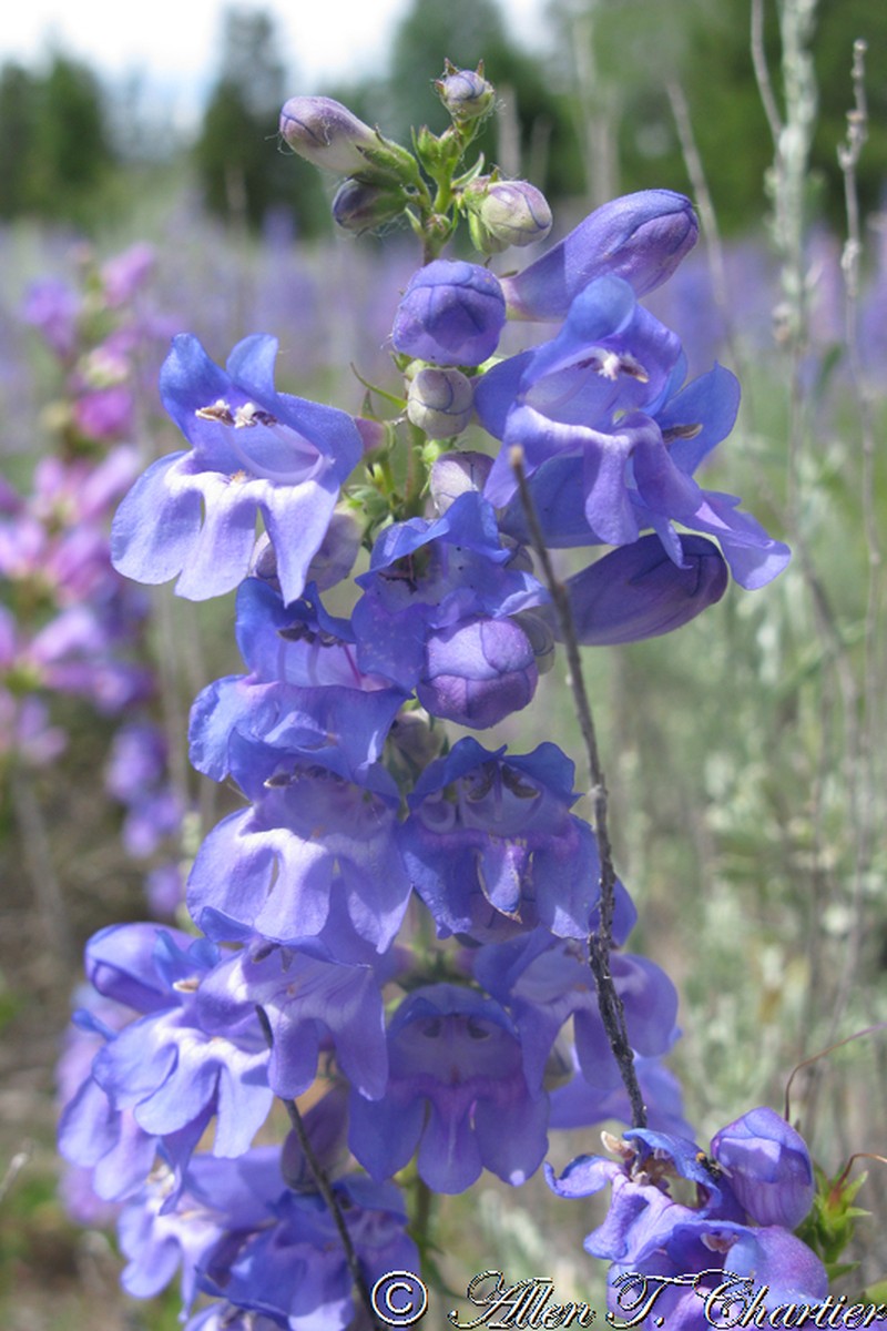 Blue Penstemon