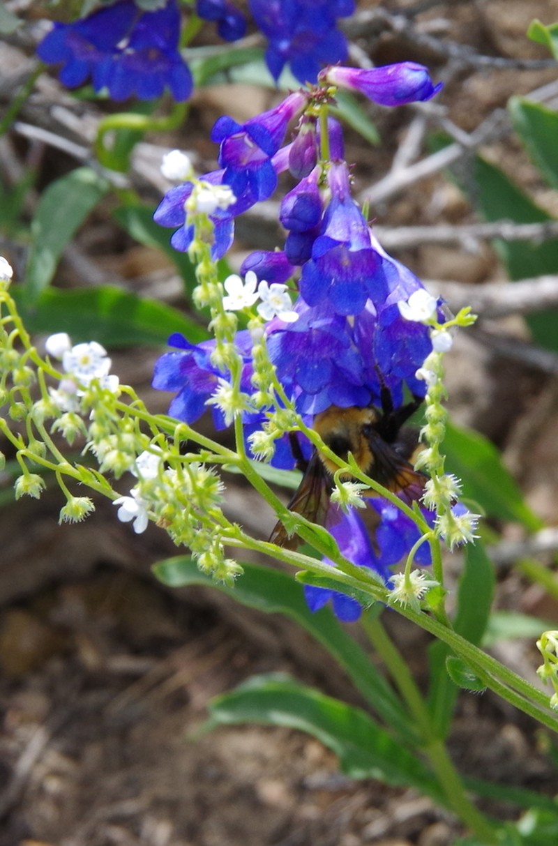 Blue Penstemon photo 2