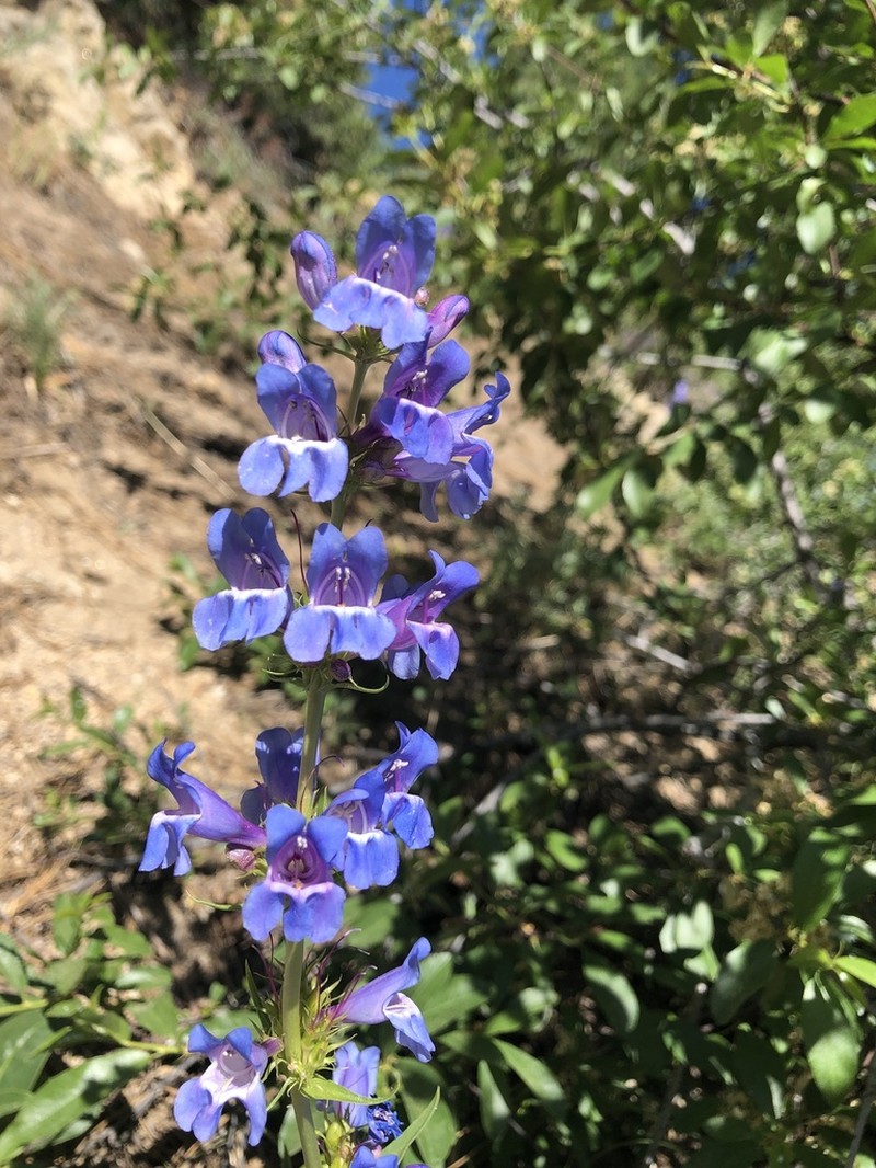 Blue Penstemon photo 3