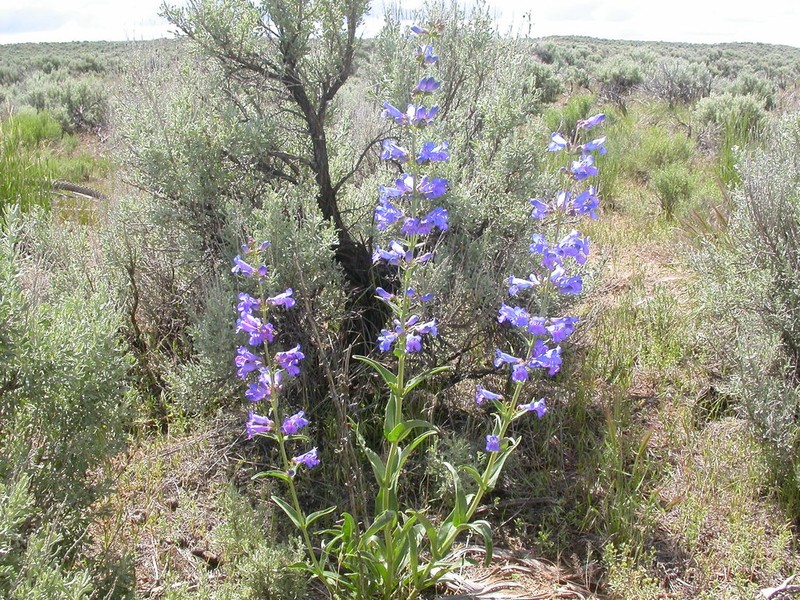Blue Penstemon photo 4