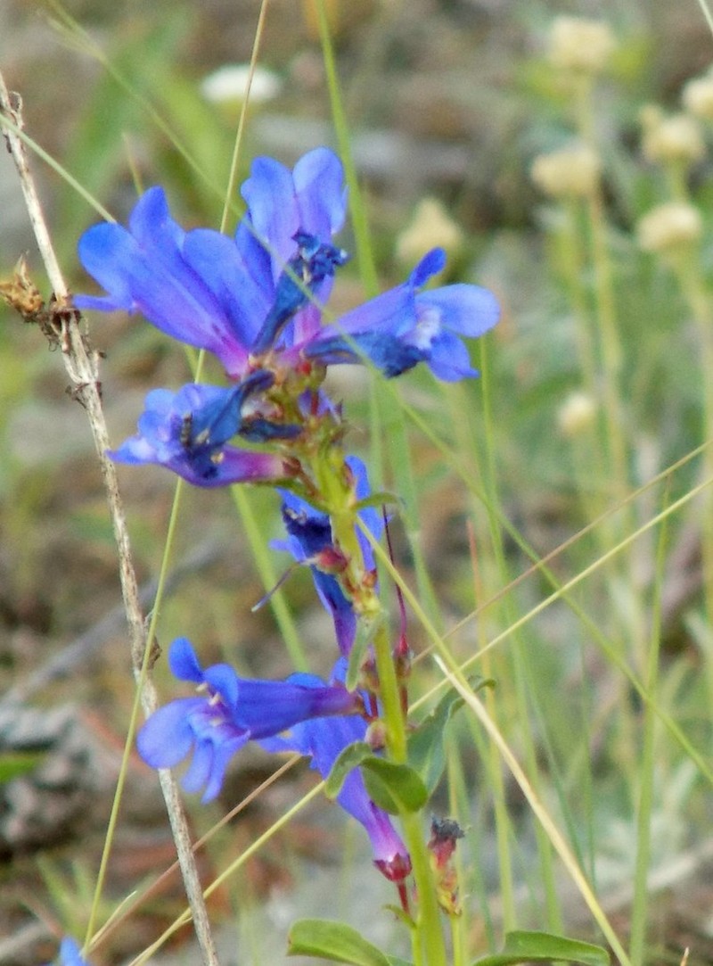 Blue Penstemon photo 5