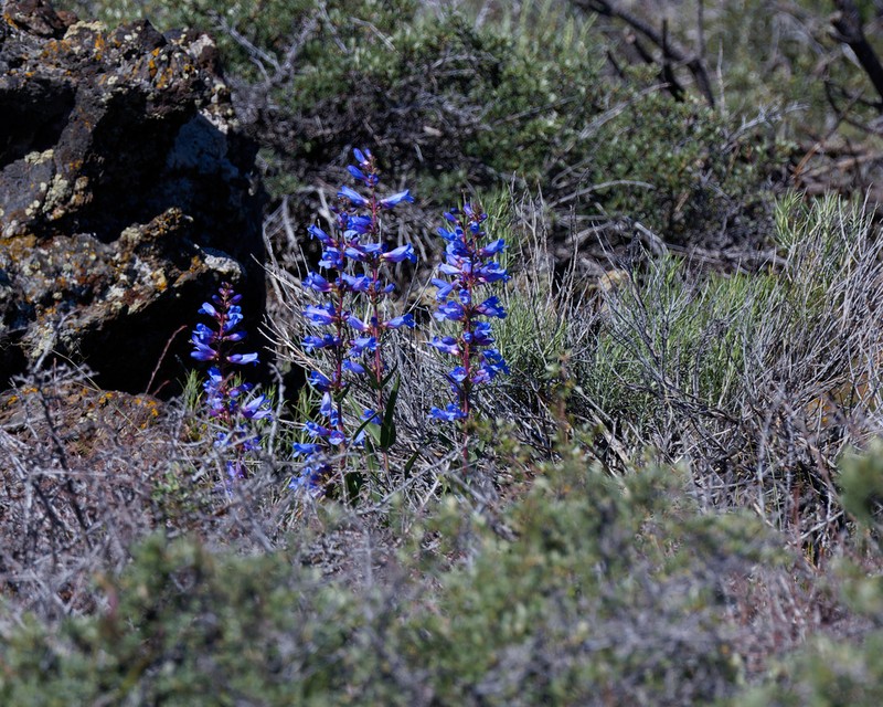 Blue Penstemon photo 6