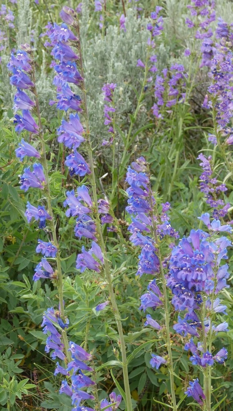 Blue Penstemon photo 7