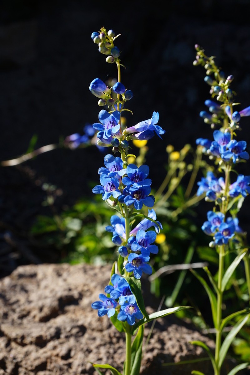 Blue Penstemon photo 8