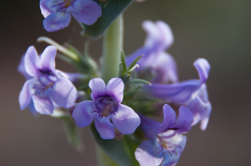 Bluestem Beardtongue
