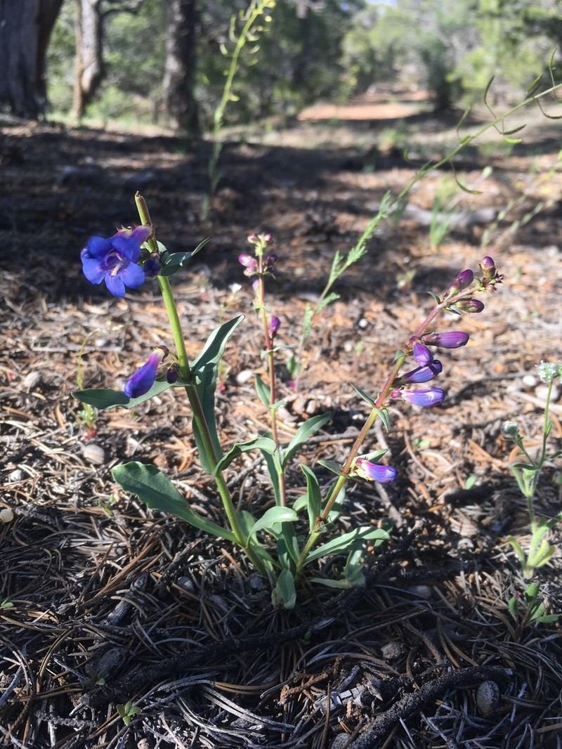 Bluestem Beardtongue photo 2