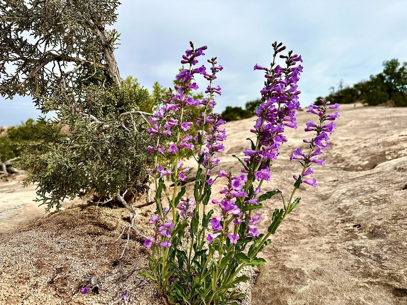 Bluestem Beardtongue photo 3