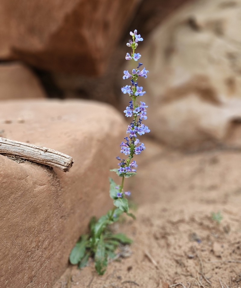 Bluestem Beardtongue photo 4