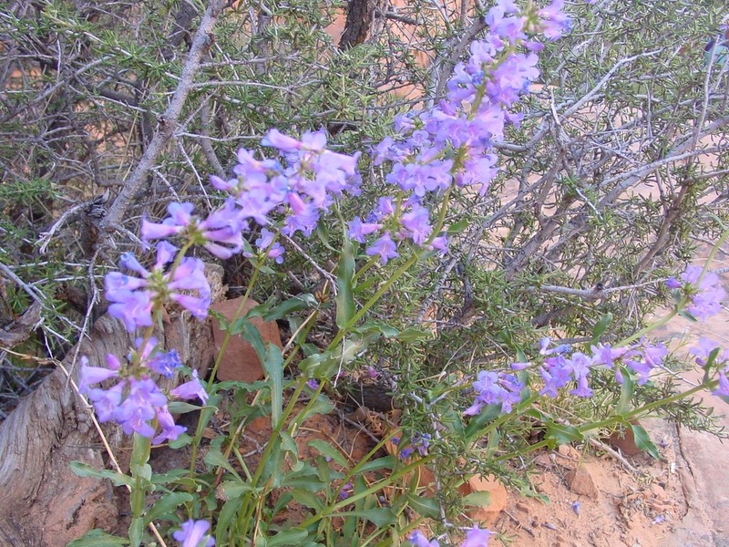 Bluestem Beardtongue photo 5