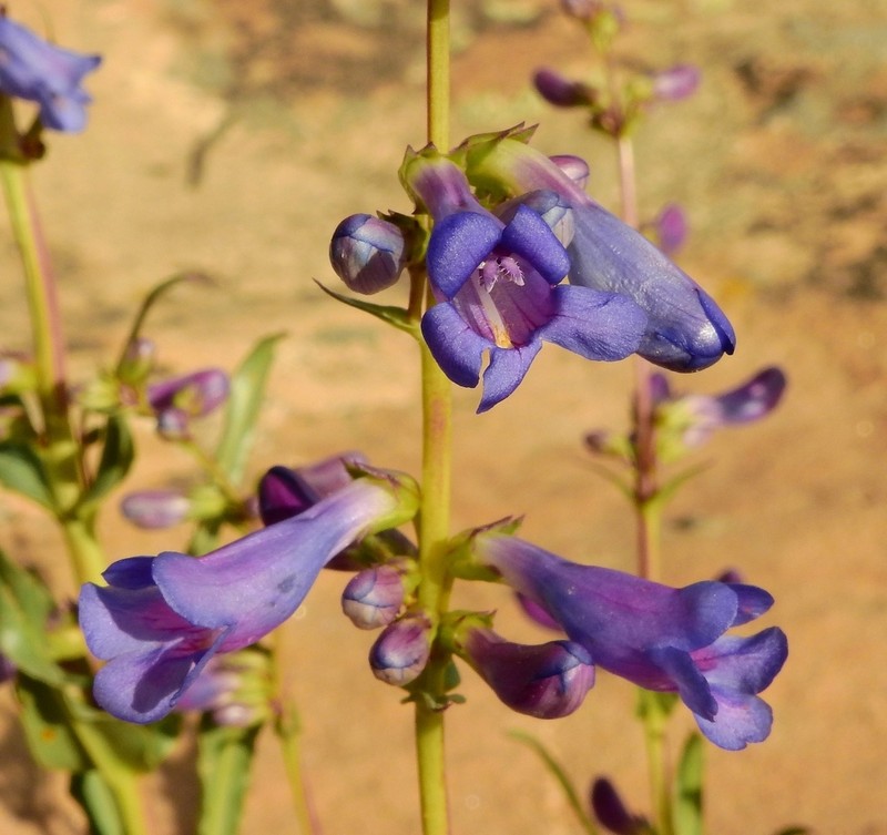 Bluestem Beardtongue photo 6