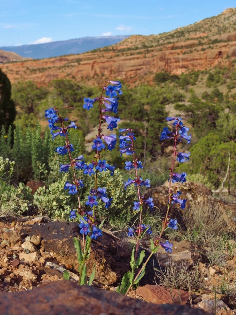 Bluestem Beardtongue photo 7