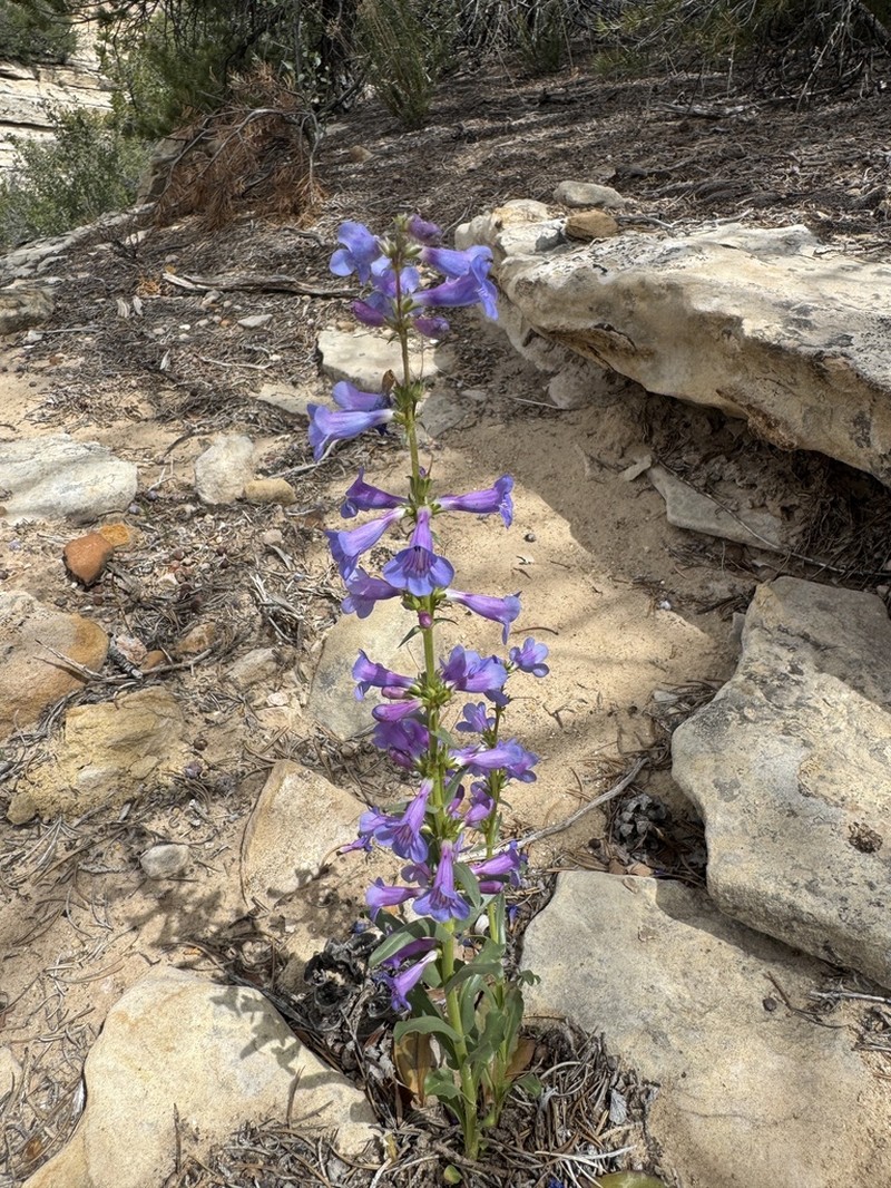 Bluestem Beardtongue photo 8