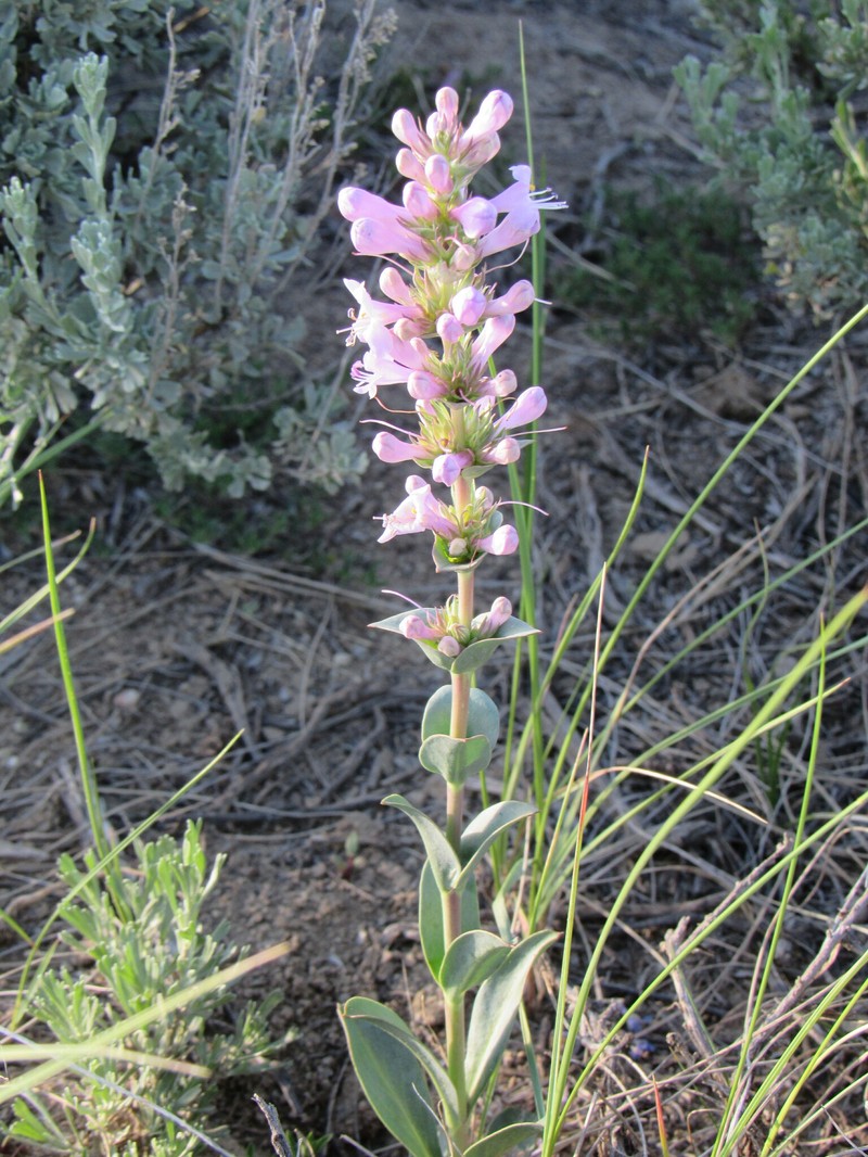Sagebrush Beardtongue