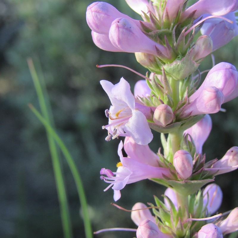 Sagebrush Beardtongue photo 2