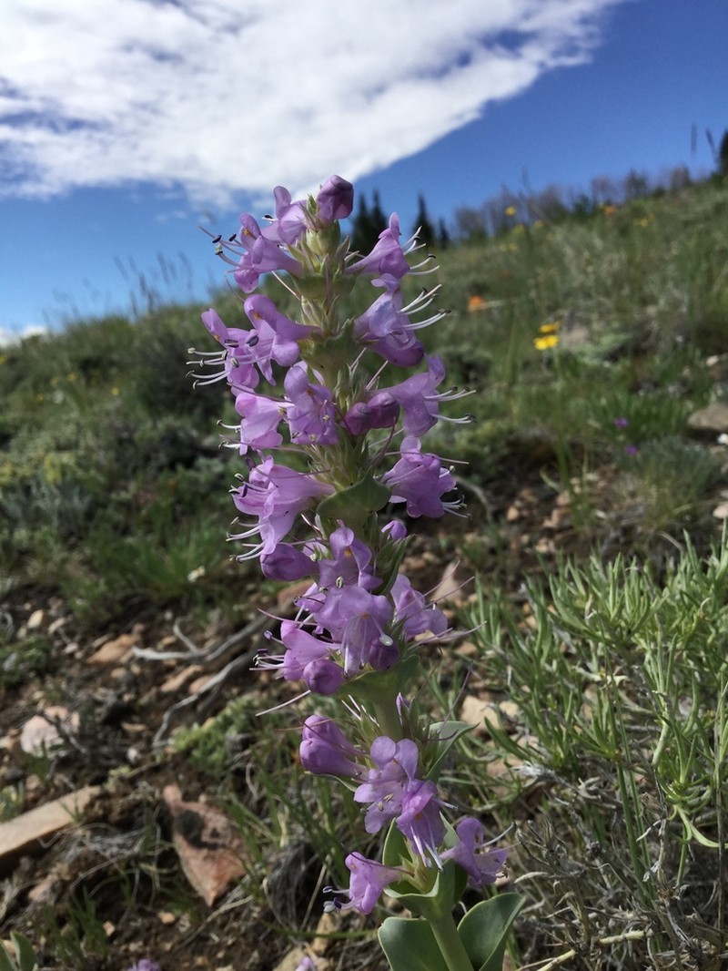 Sagebrush Beardtongue photo 3