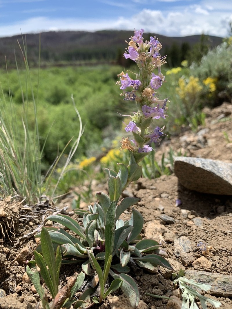 Sagebrush Beardtongue photo 4