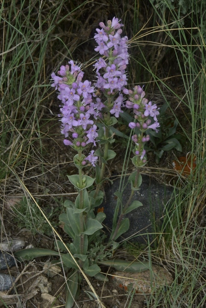 Sagebrush Beardtongue photo 5