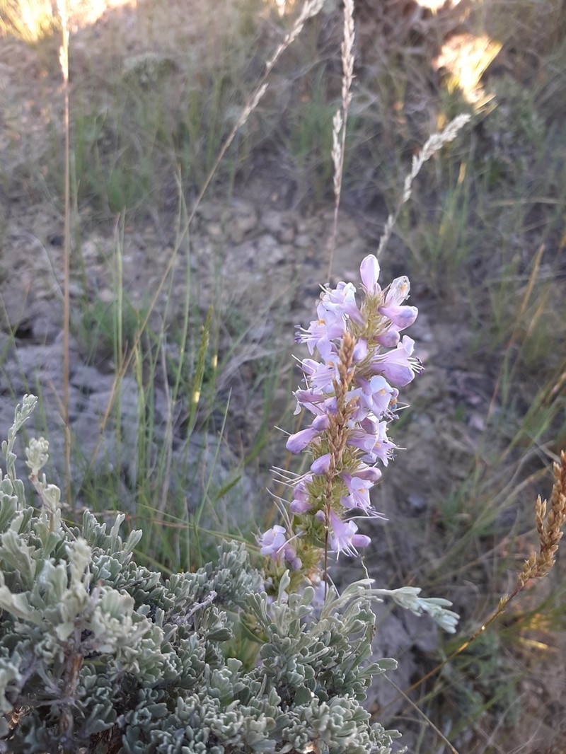 Sagebrush Beardtongue photo 6