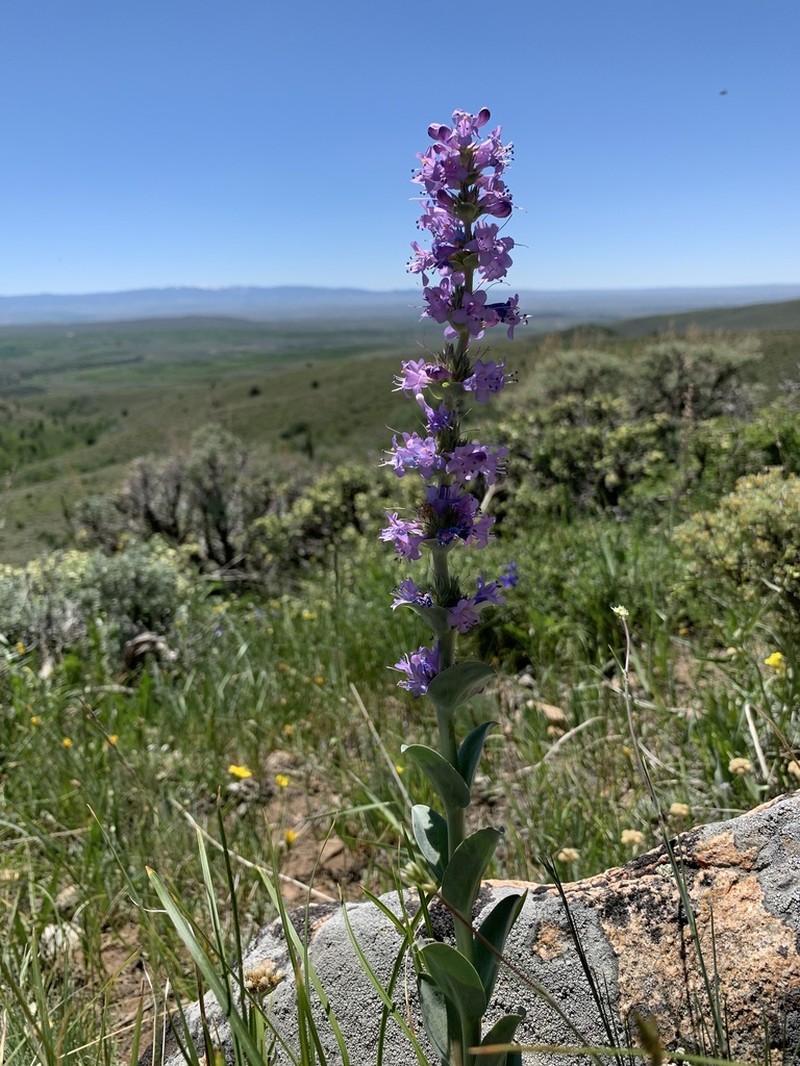 Sagebrush Beardtongue photo 7