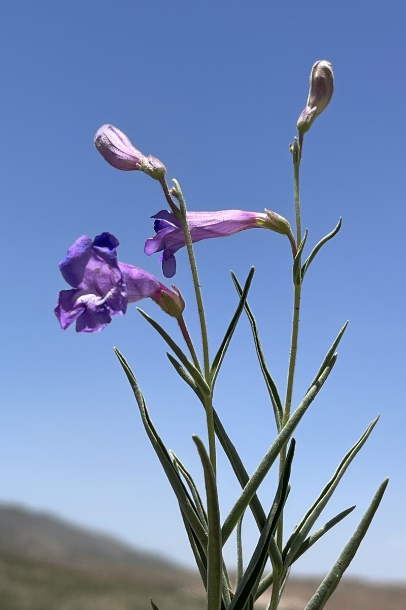 Cochise Beardtongue