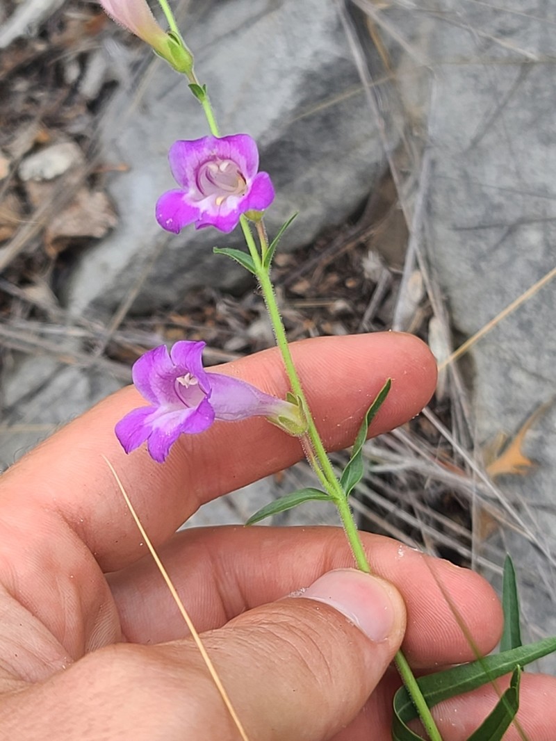 Cochise Beardtongue photo 2