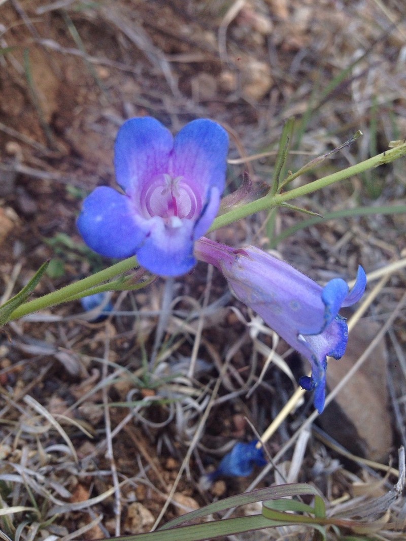Cochise Beardtongue photo 3