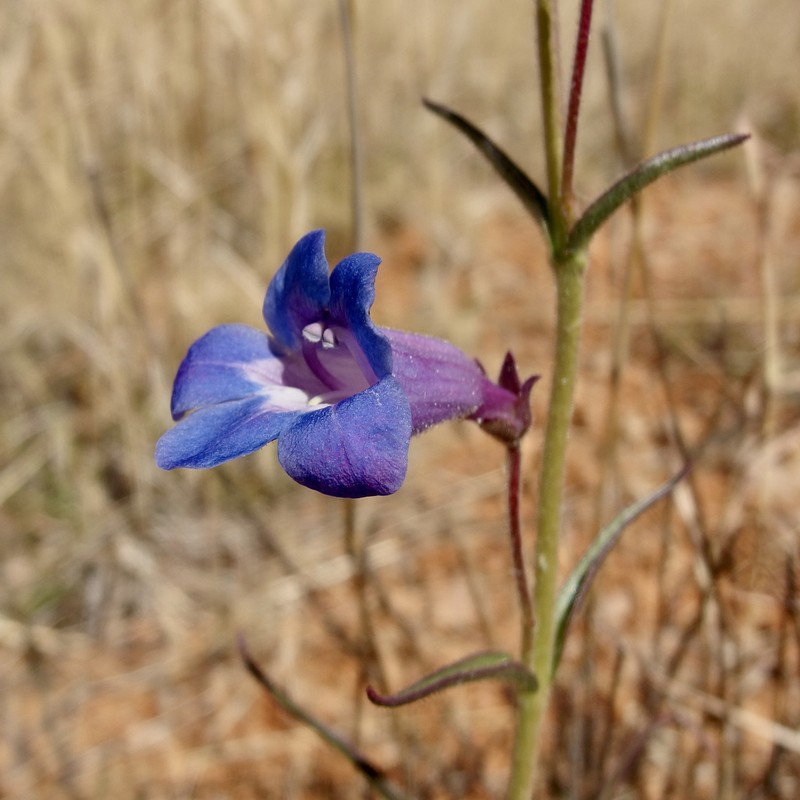 Cochise Beardtongue photo 4