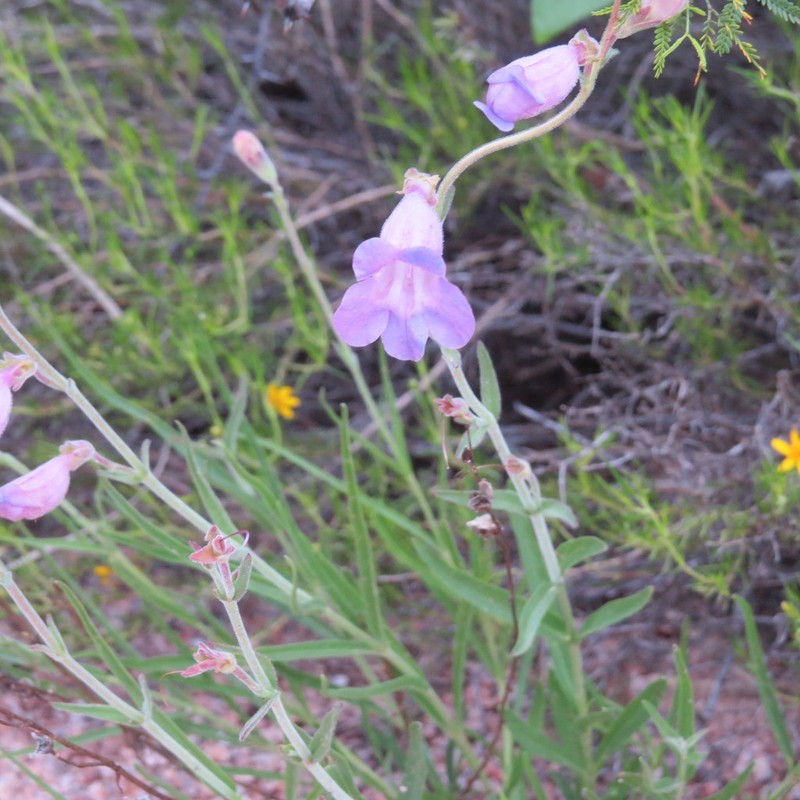 Cochise Beardtongue photo 5