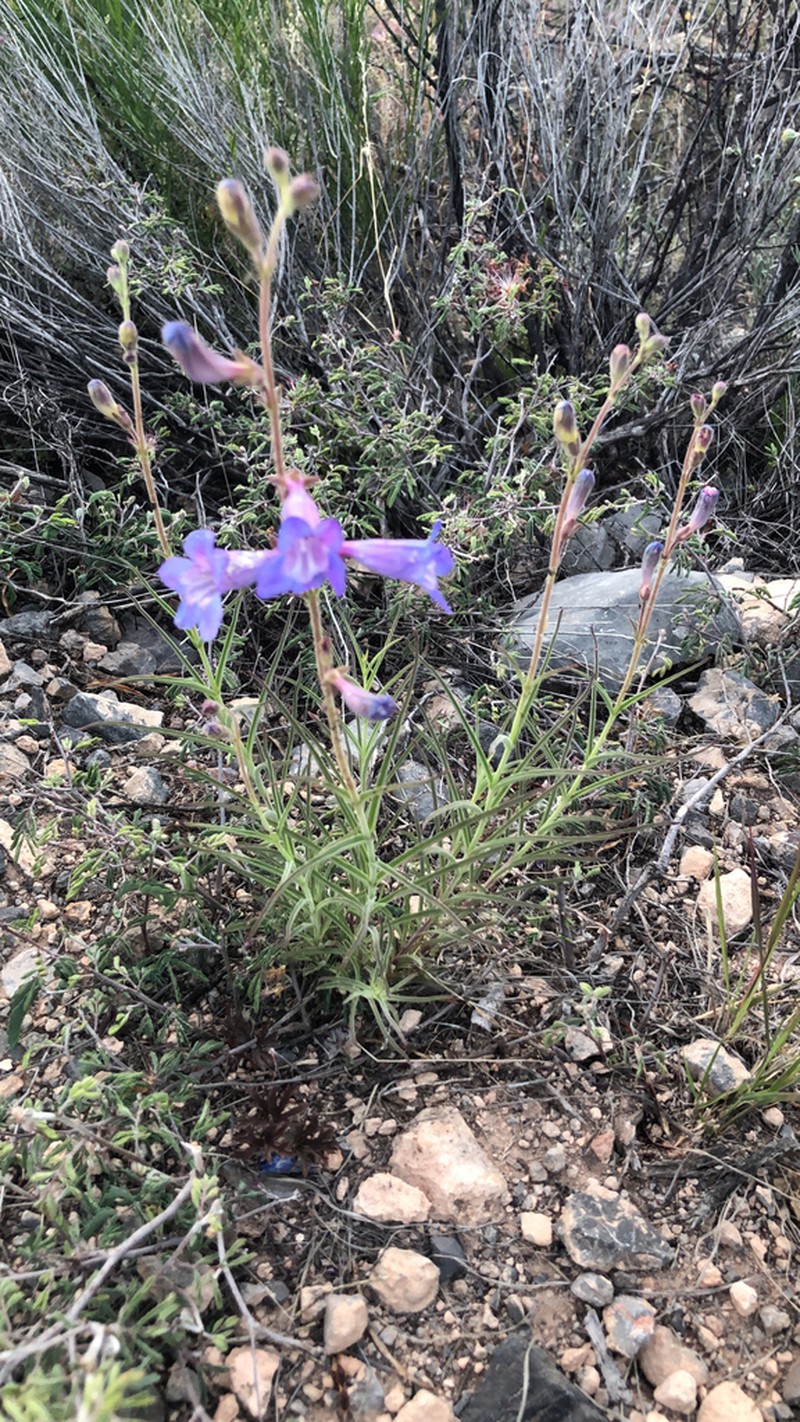 Cochise Beardtongue photo 6