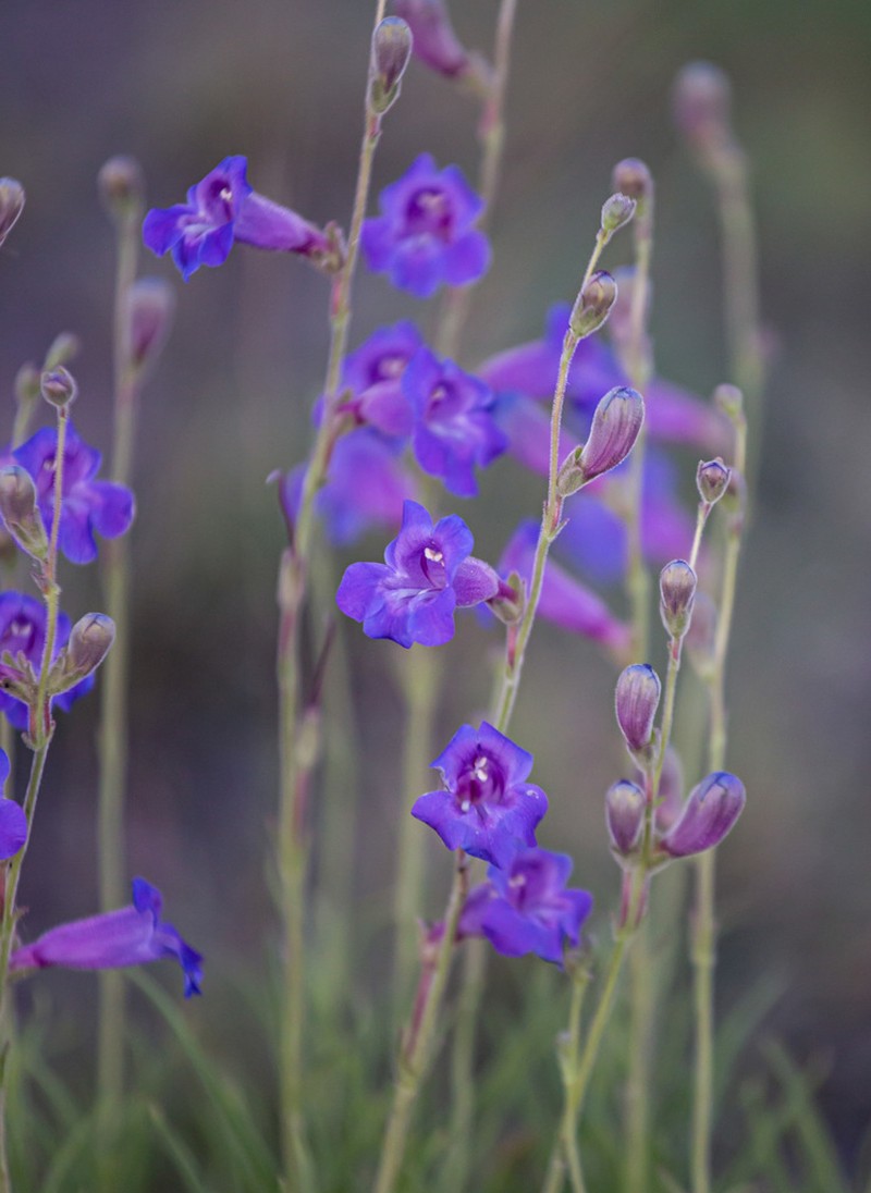 Cochise Beardtongue photo 7
