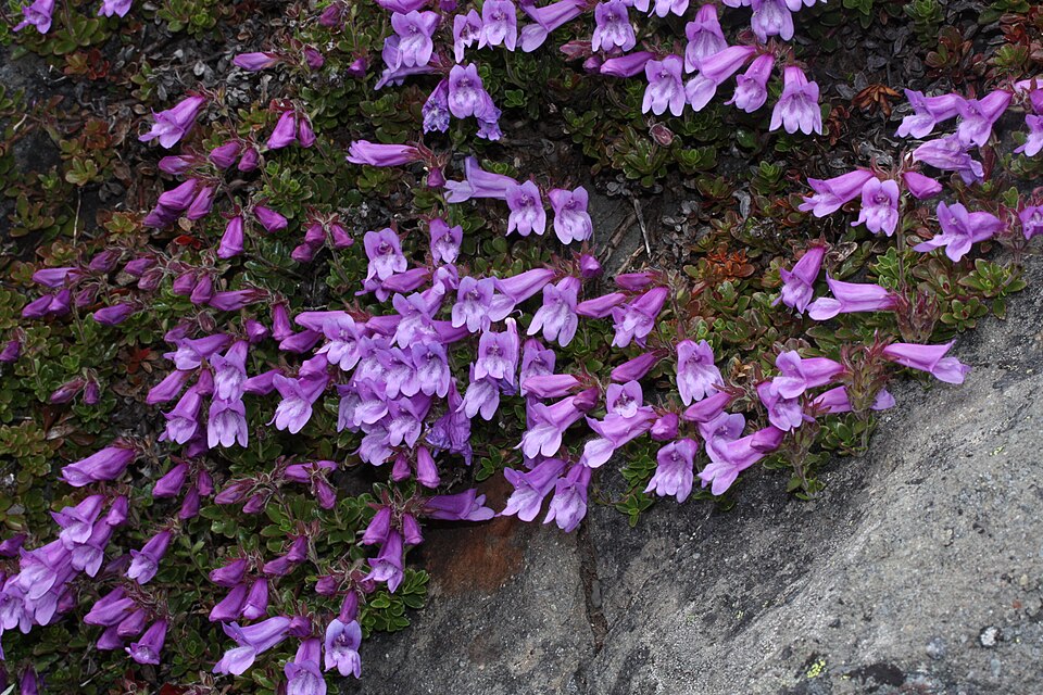 Davidson's Penstemon