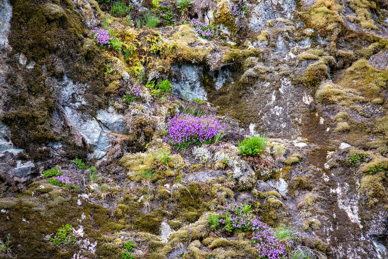 Davidson's Penstemon photo 2