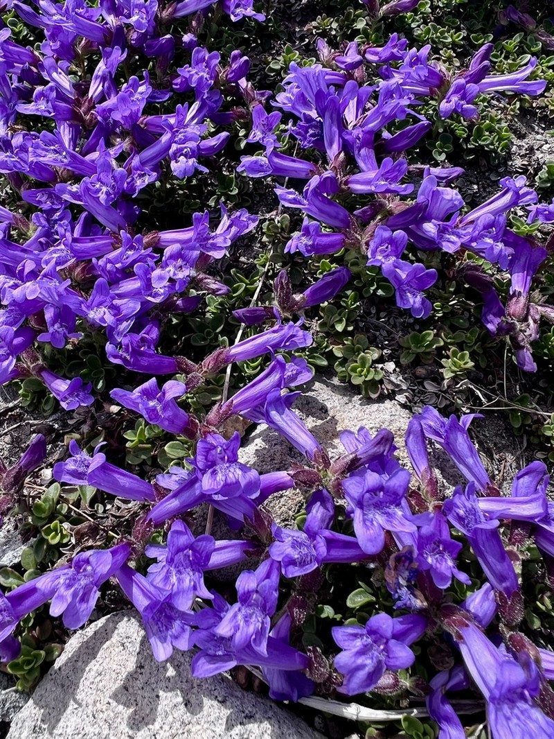 Davidson's Penstemon photo 3