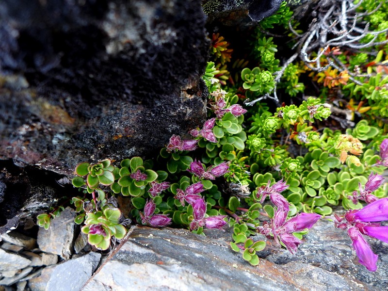 Davidson's Penstemon photo 4