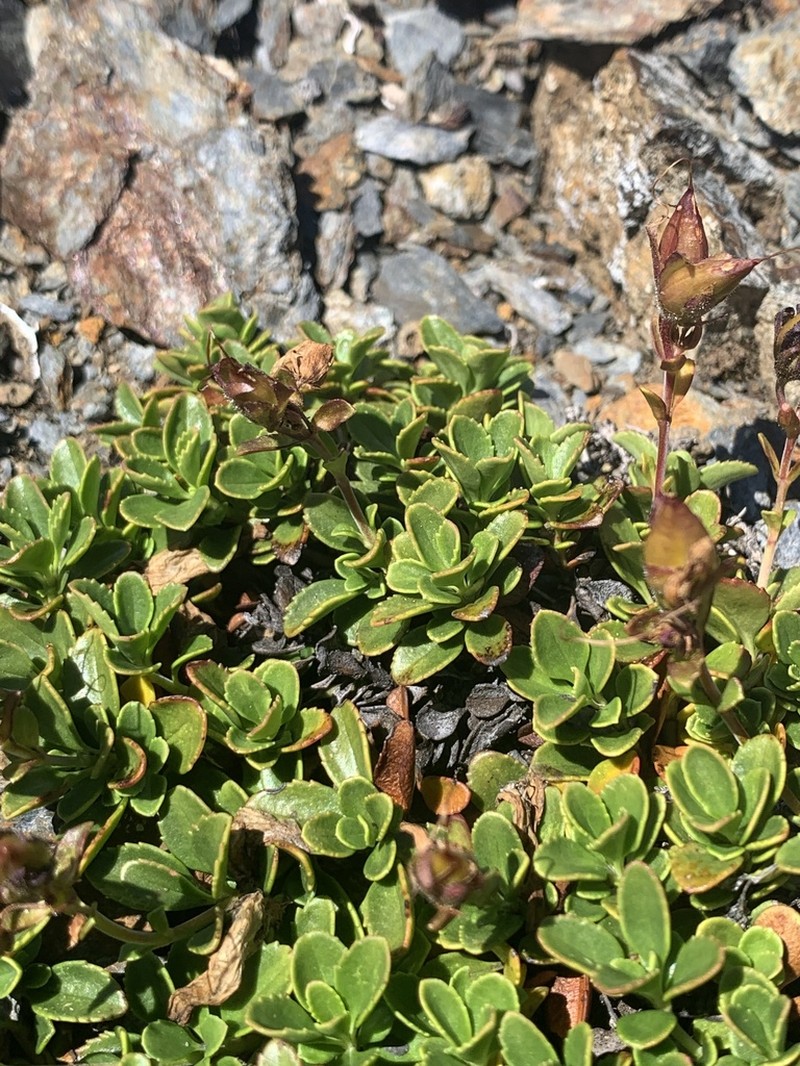 Davidson's Penstemon photo 5