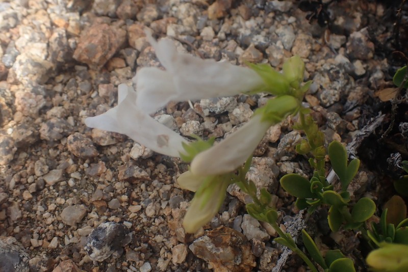 Davidson's Penstemon photo 6