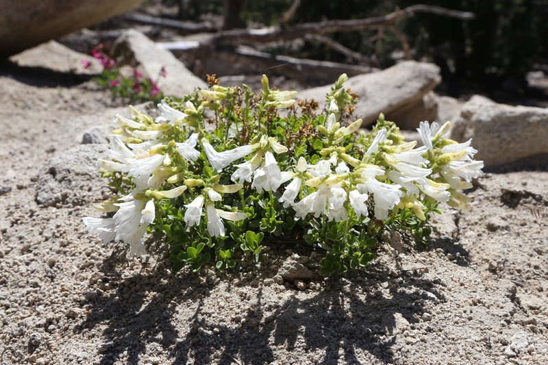 Davidson's Penstemon photo 7