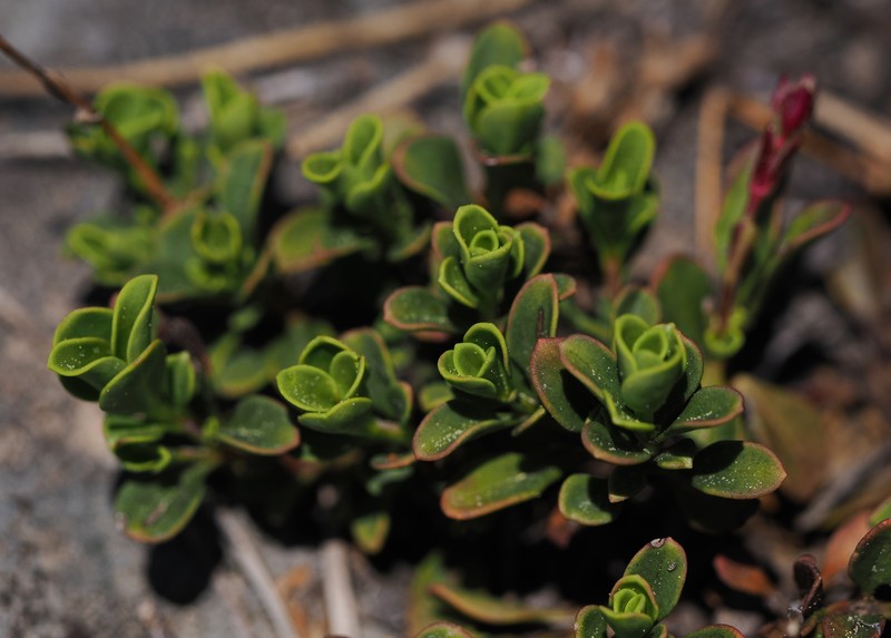 Penstemon davidsonii var. davidsonii