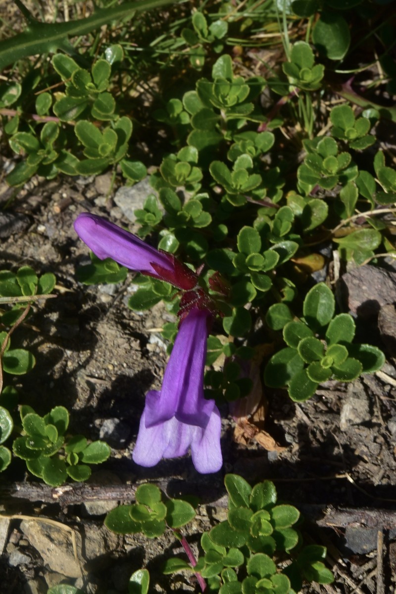 Penstemon davidsonii var. davidsonii photo 4