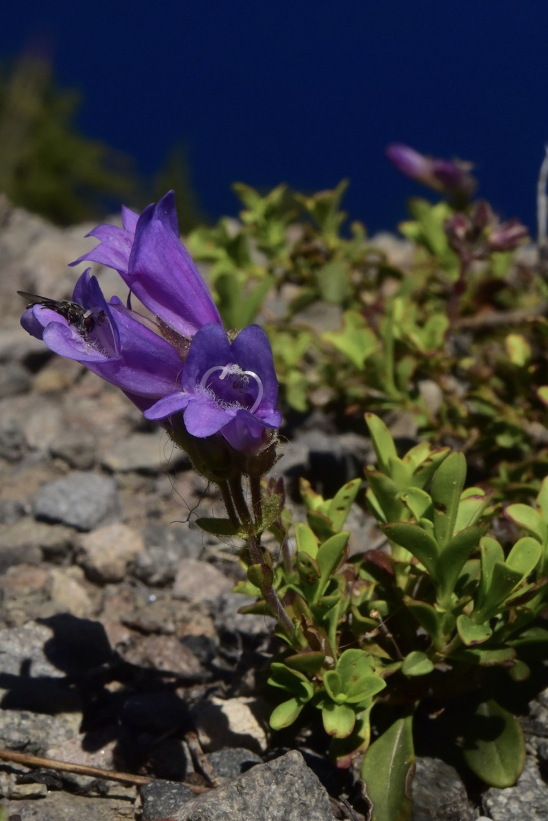 Penstemon davidsonii var. davidsonii photo 5