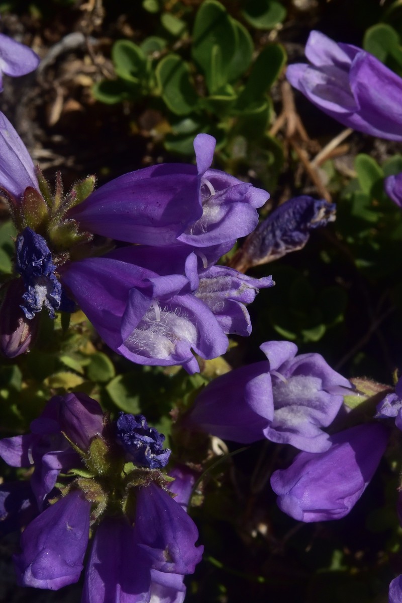 Penstemon davidsonii var. davidsonii photo 6