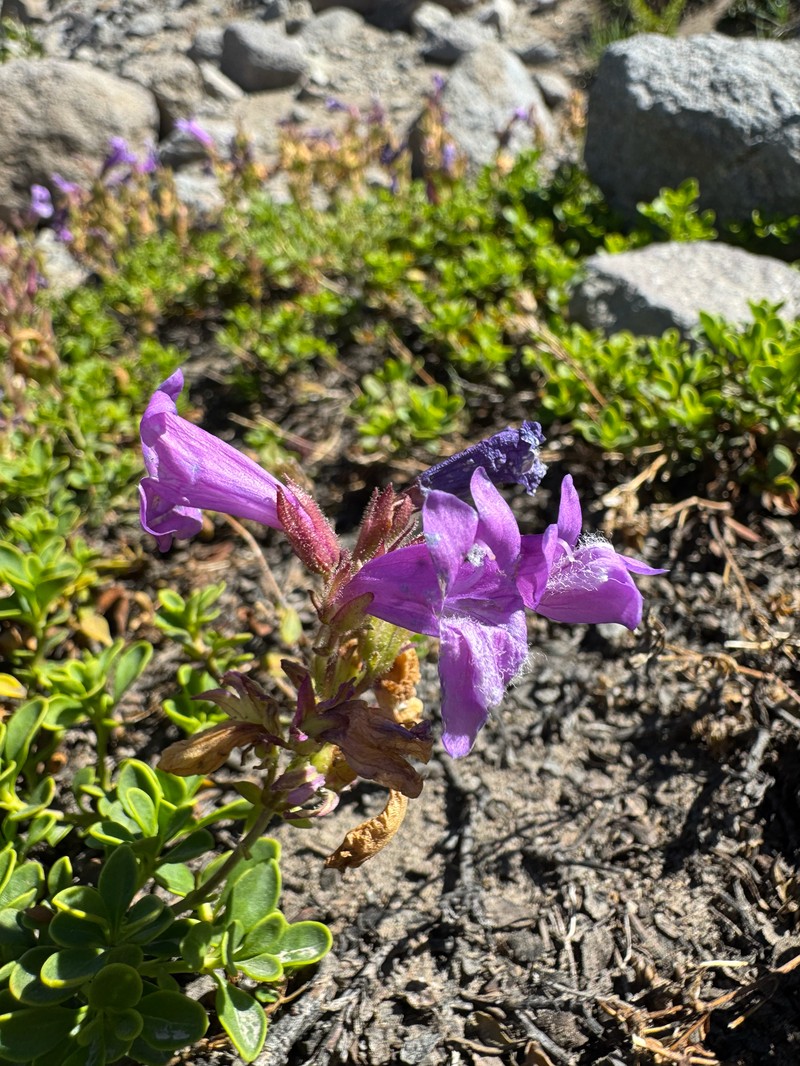 Penstemon davidsonii var. davidsonii photo 8
