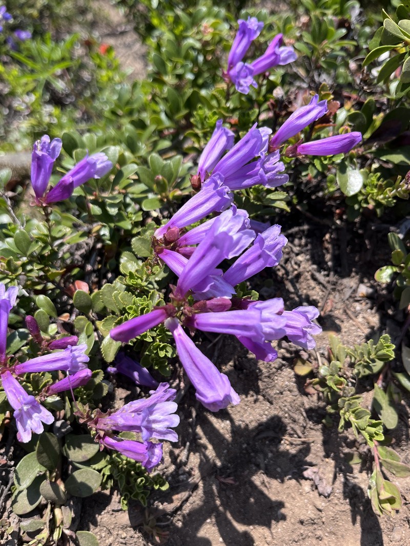 Penstemon davidsonii var. menziesii photo 2