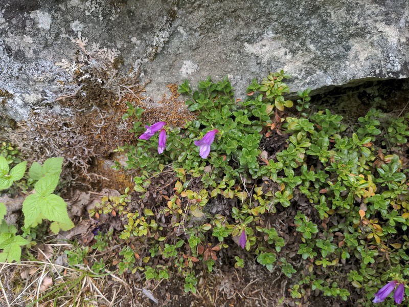 Penstemon davidsonii var. menziesii photo 3